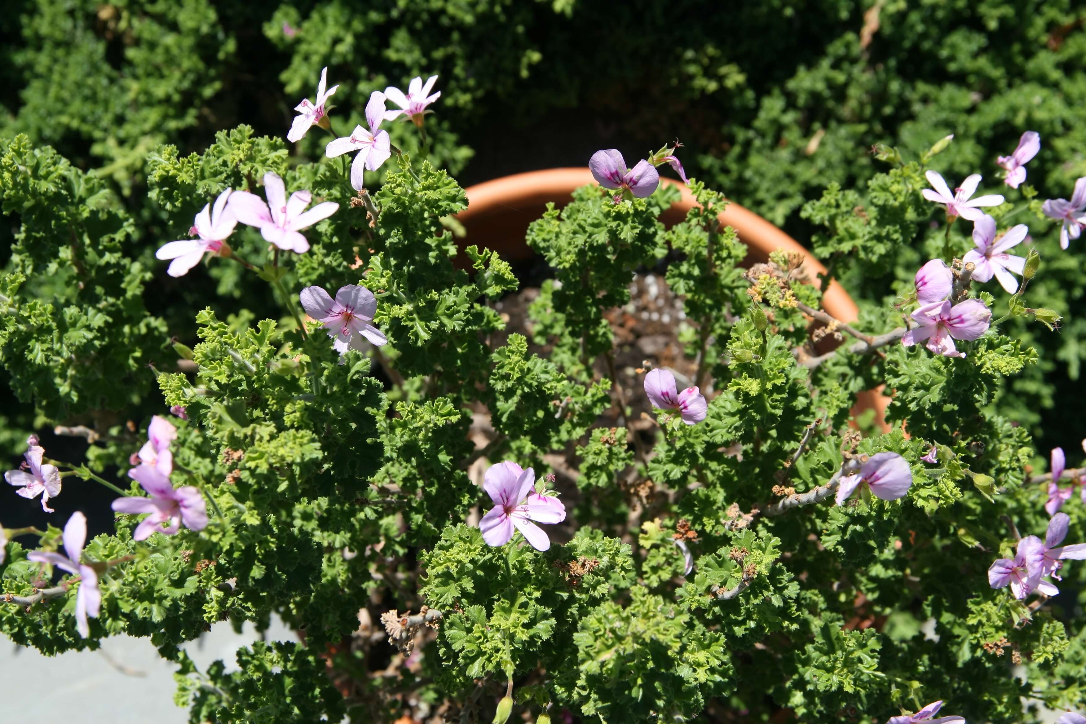 Image of Pelargonium crispum (Berg.) L'Her.