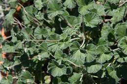 Imagem de Pelargonium sidoides DC.