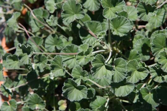 Imagem de Pelargonium sidoides DC.