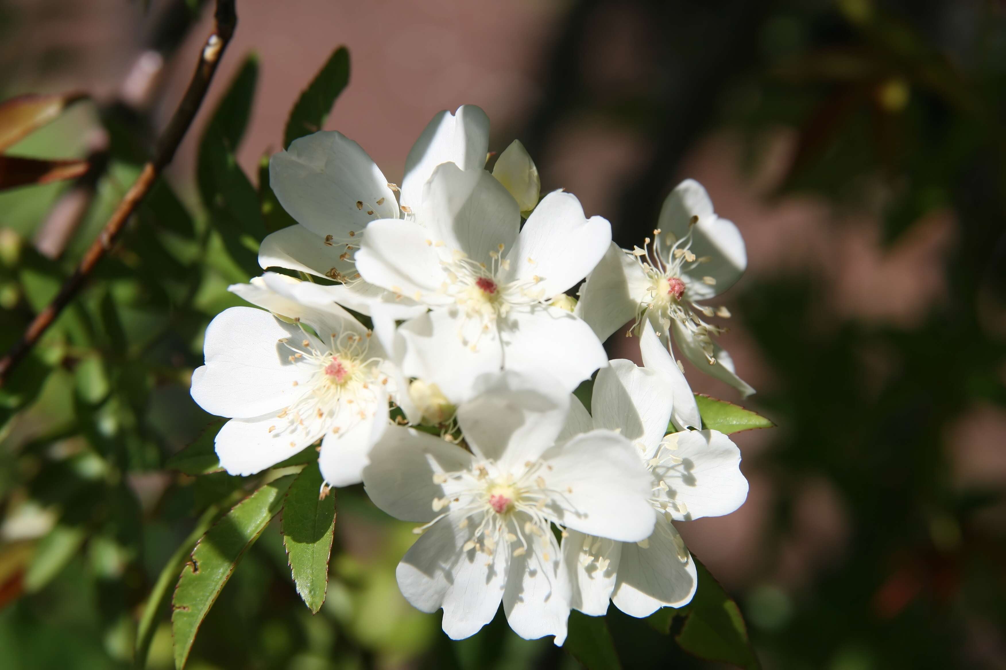 Image of Banks’ Rose