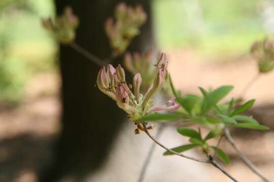 Image of dwarf azalea