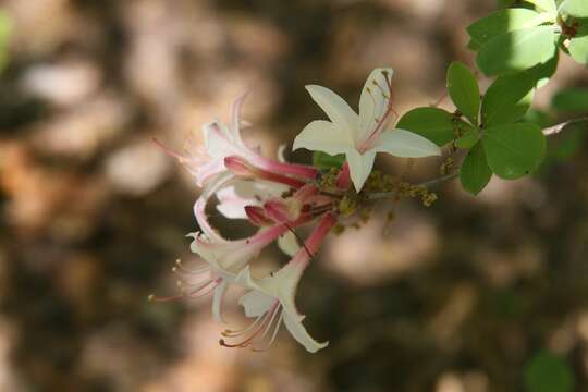 Image of dwarf azalea