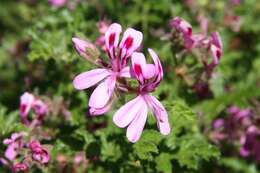 Imagem de Pelargonium quercifolium (L.) L'Her.