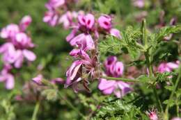 Imagem de Pelargonium quercifolium (L.) L'Her.