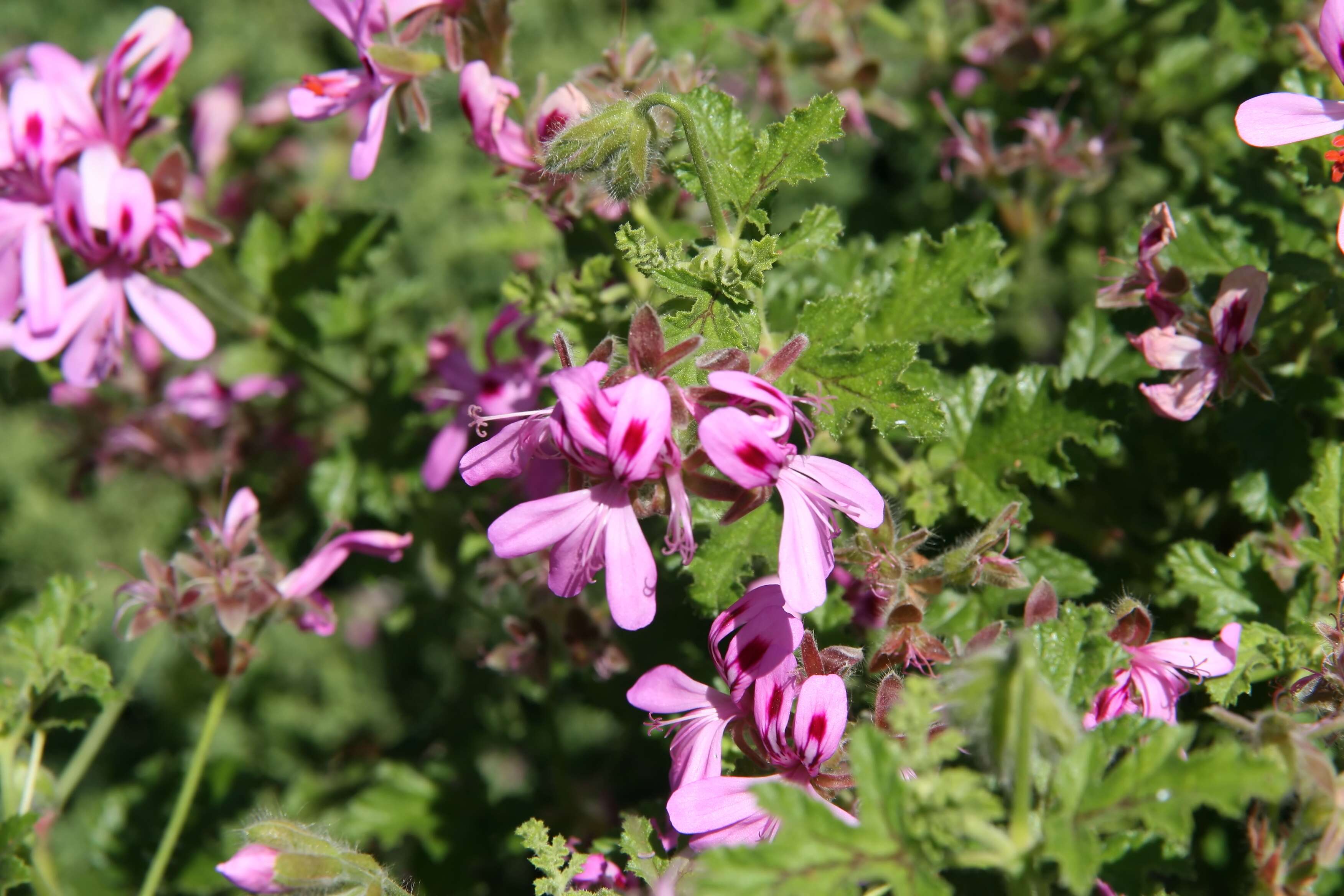 Imagem de Pelargonium quercifolium (L.) L'Her.