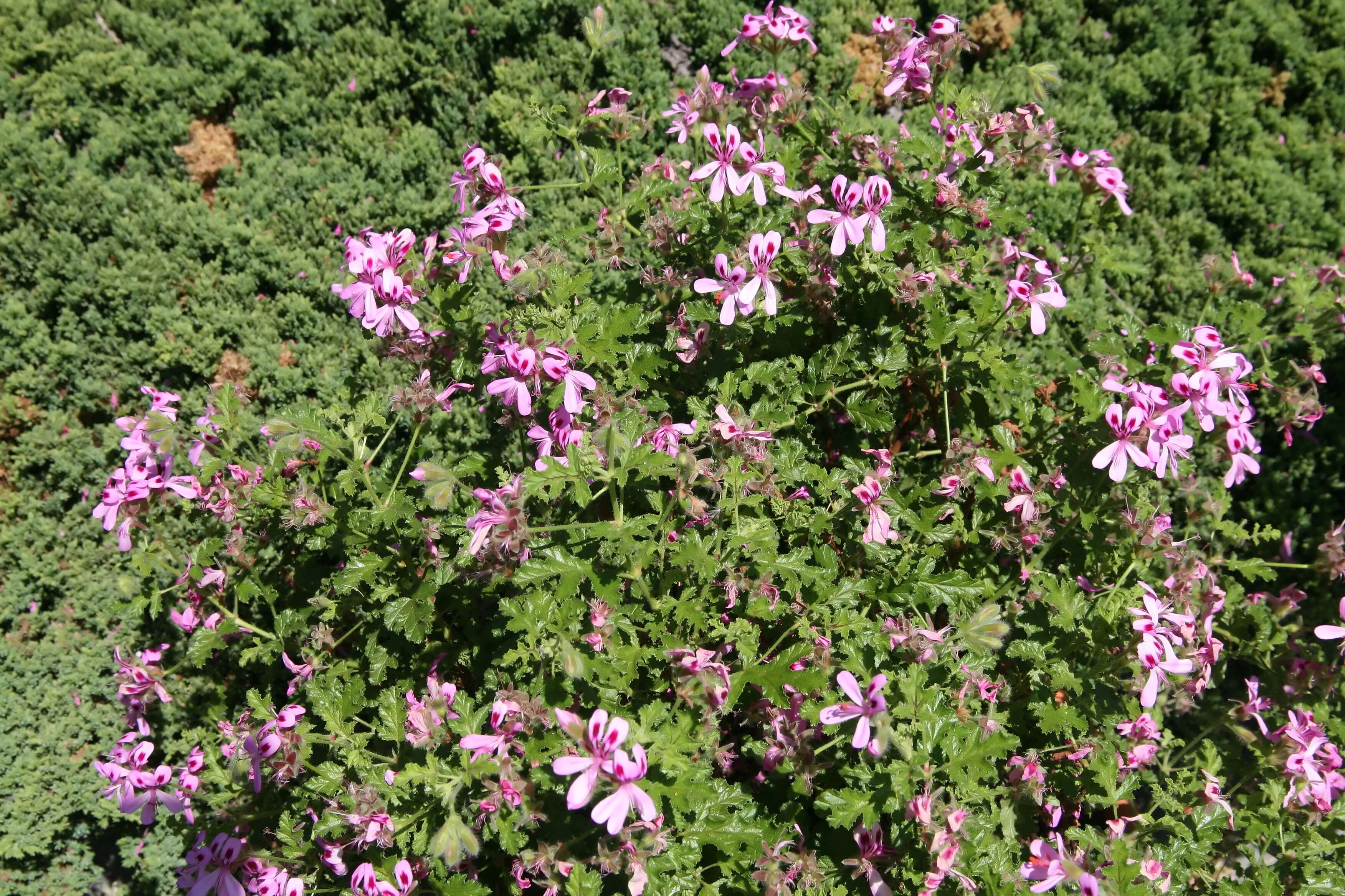 Imagem de Pelargonium quercifolium (L.) L'Her.