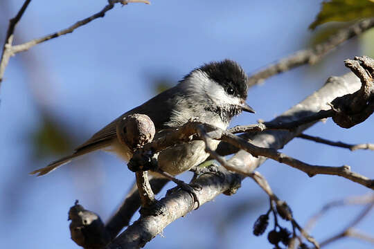 Image of Black-bibbed Tit