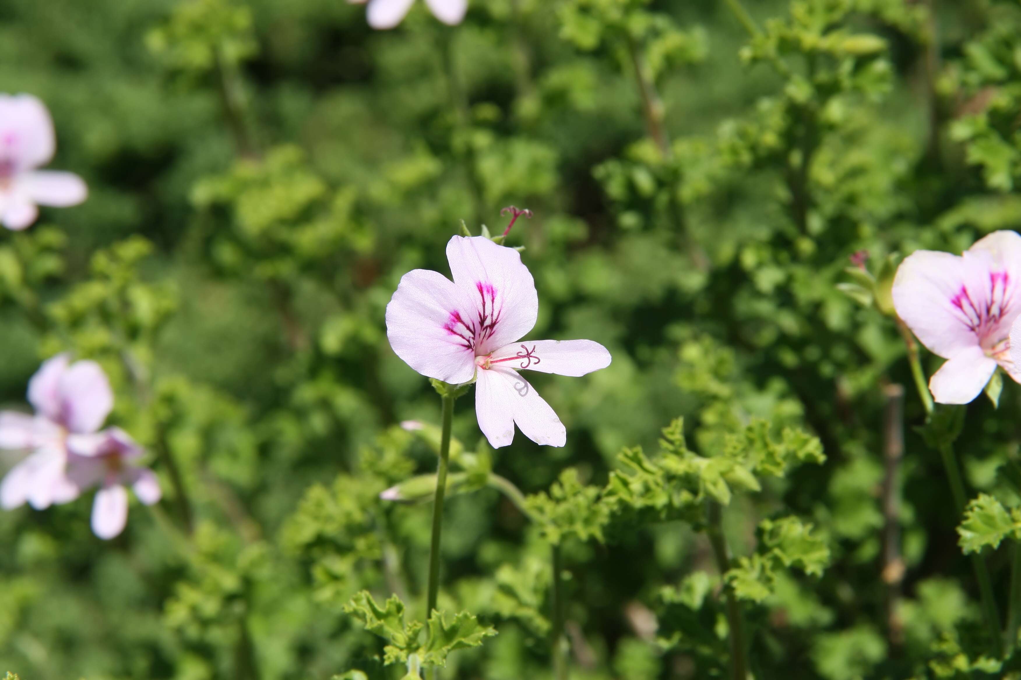 Image of Pelargonium crispum (Berg.) L'Her.