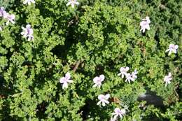 Image of Pelargonium crispum (Berg.) L'Her.