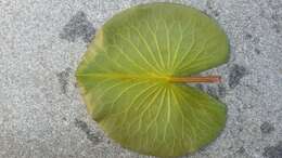 Image of American white waterlily