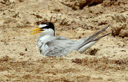 Image of Little Tern