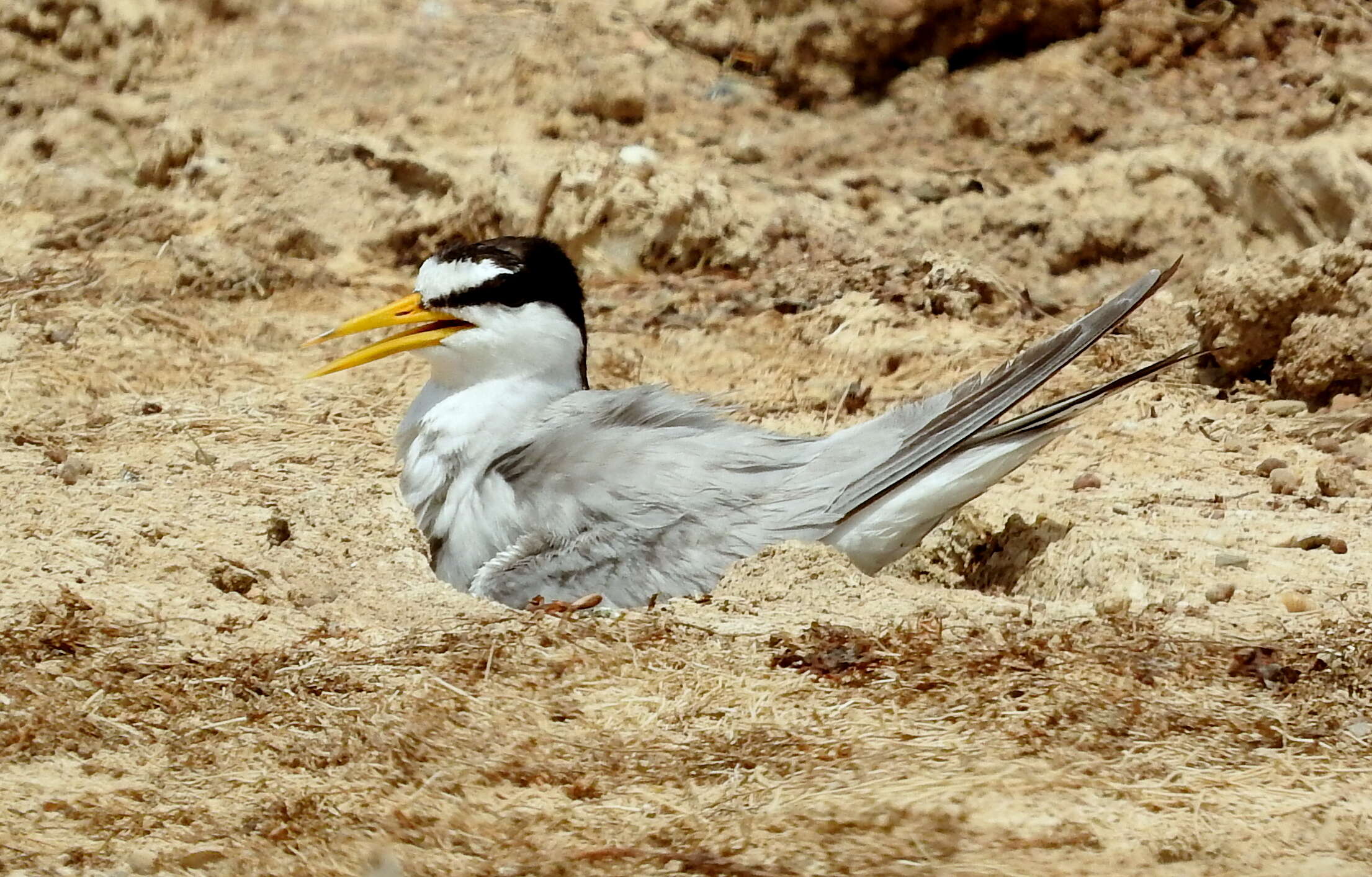 Image of Little Tern