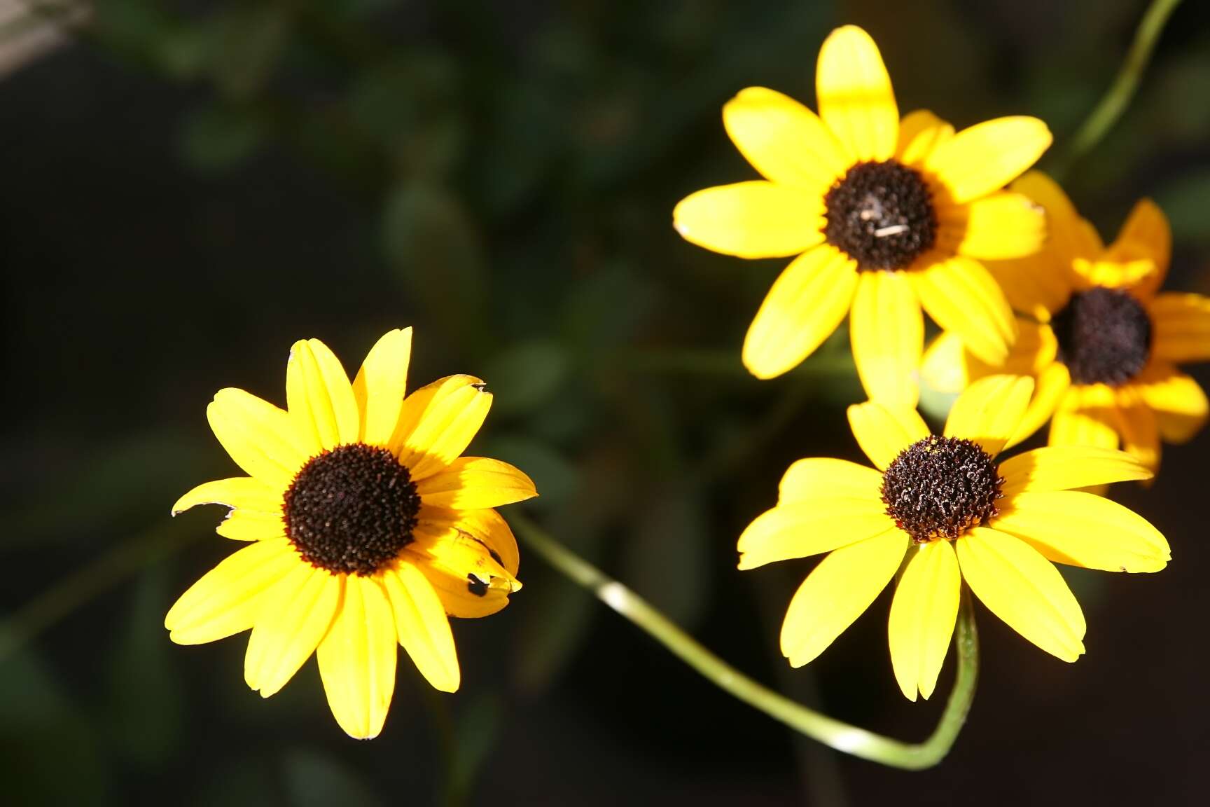 Image of orange coneflower