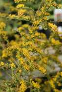 Image of wrinkleleaf goldenrod