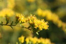 Image of wrinkleleaf goldenrod