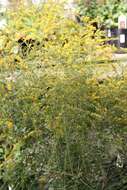 Image of wrinkleleaf goldenrod