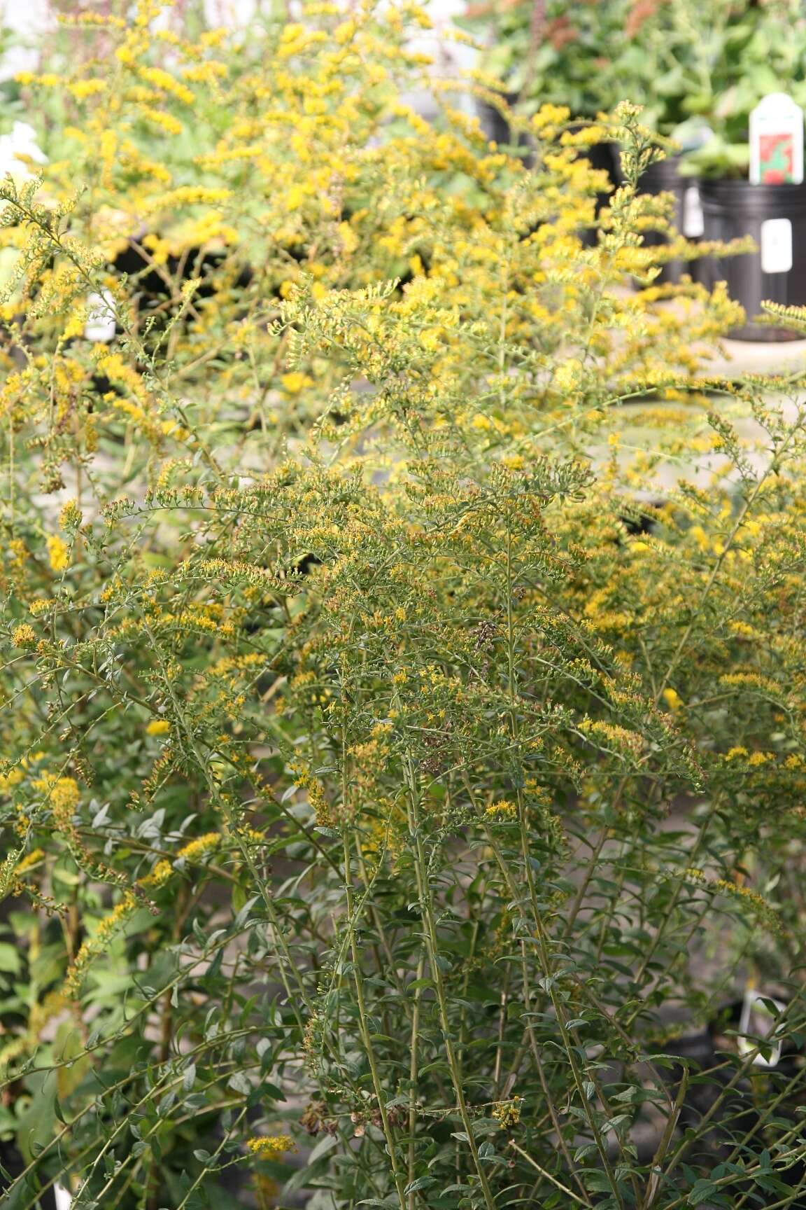 Image of wrinkleleaf goldenrod