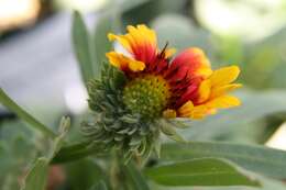 Image of Common perennial gaillardia