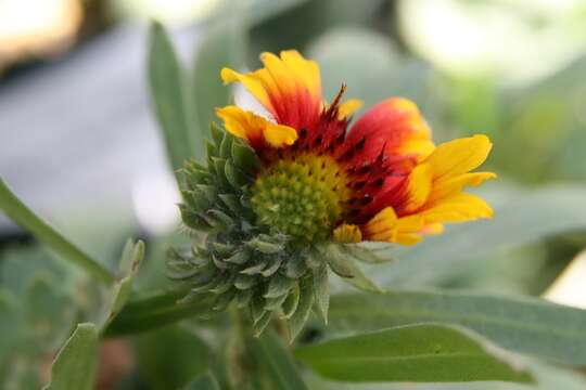 Image of Common perennial gaillardia