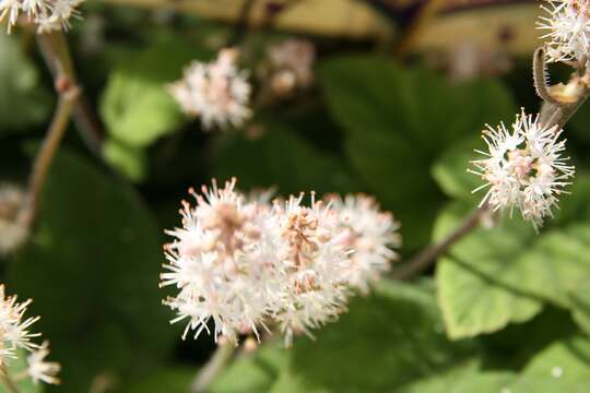 Image of Heartleaved foamflower