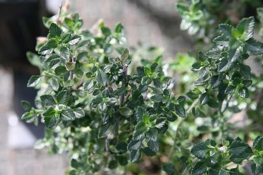 Слика од Teucrium chamaedrys L.