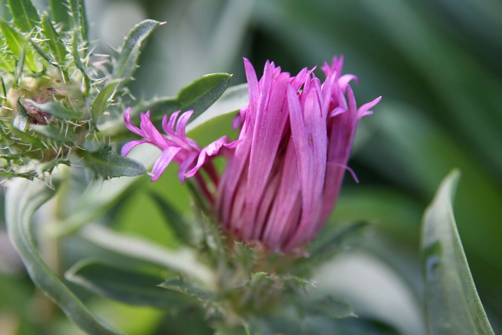 Imagem de Stokesia