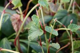 Image de Begonia grandis Dryand.