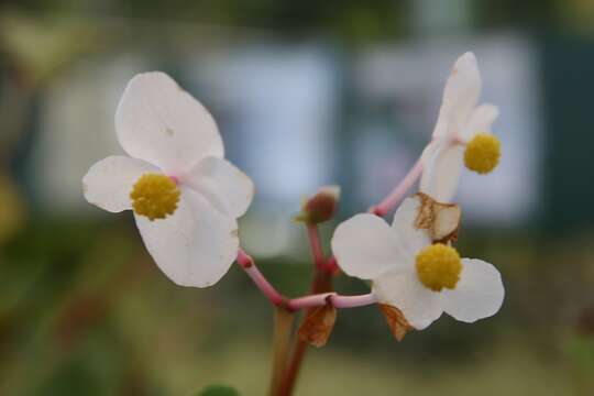 Image of hardy begonia