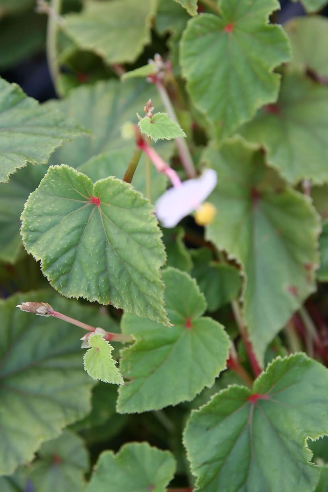 Image of hardy begonia