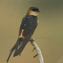 Image of West African Swallow