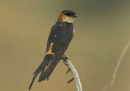 Image of West African Swallow