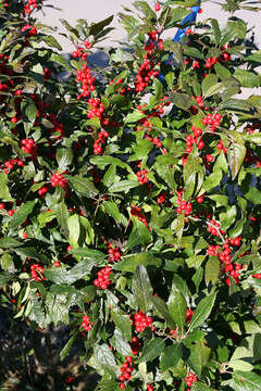 Image of Michigan holly