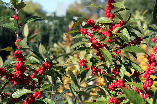 Image of Michigan holly