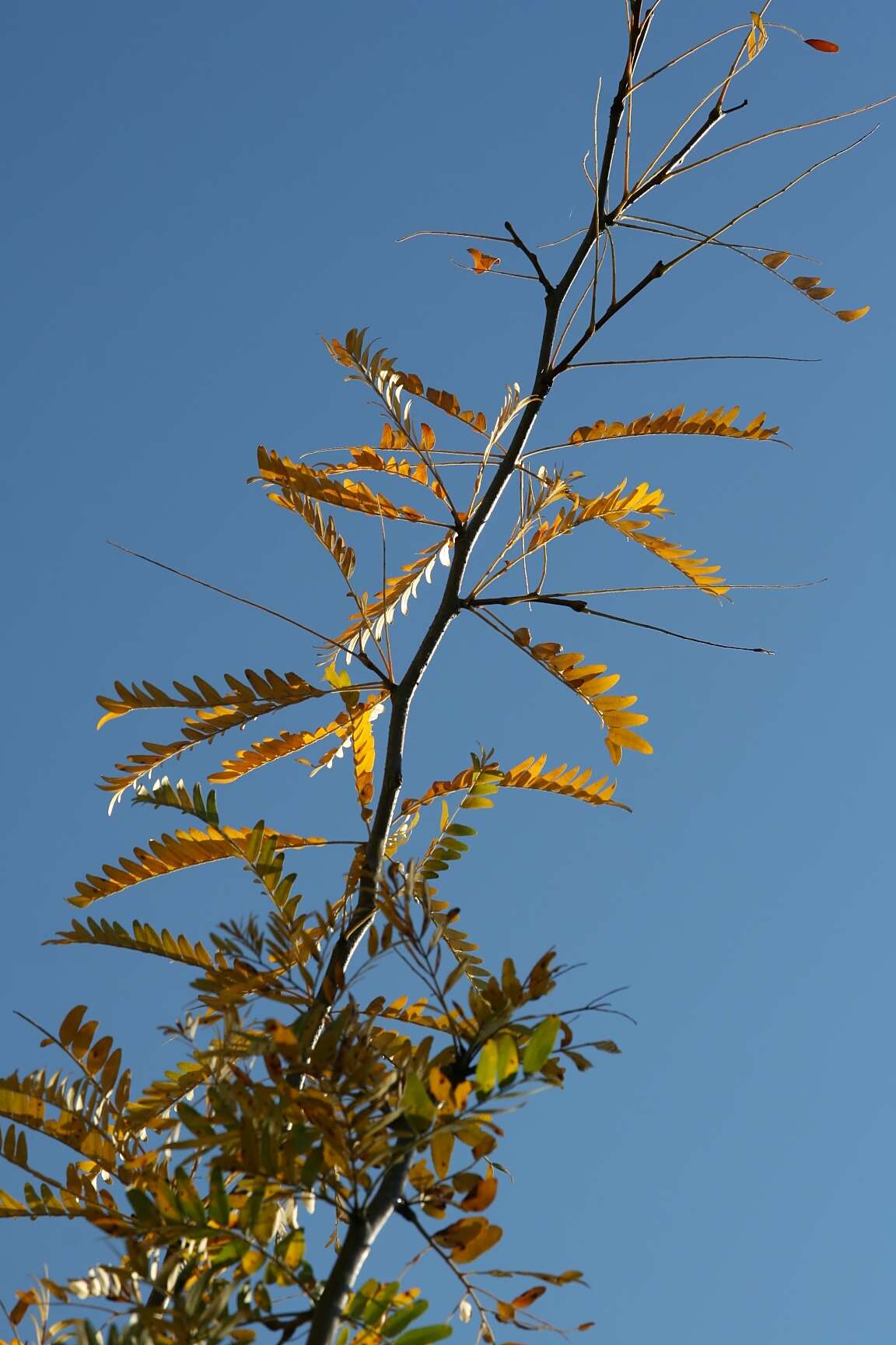 Plancia ëd Gleditsia triacanthos L.