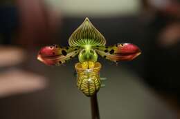 Image de Paphiopedilum venustum (Wall. ex Sims) Pfitzer