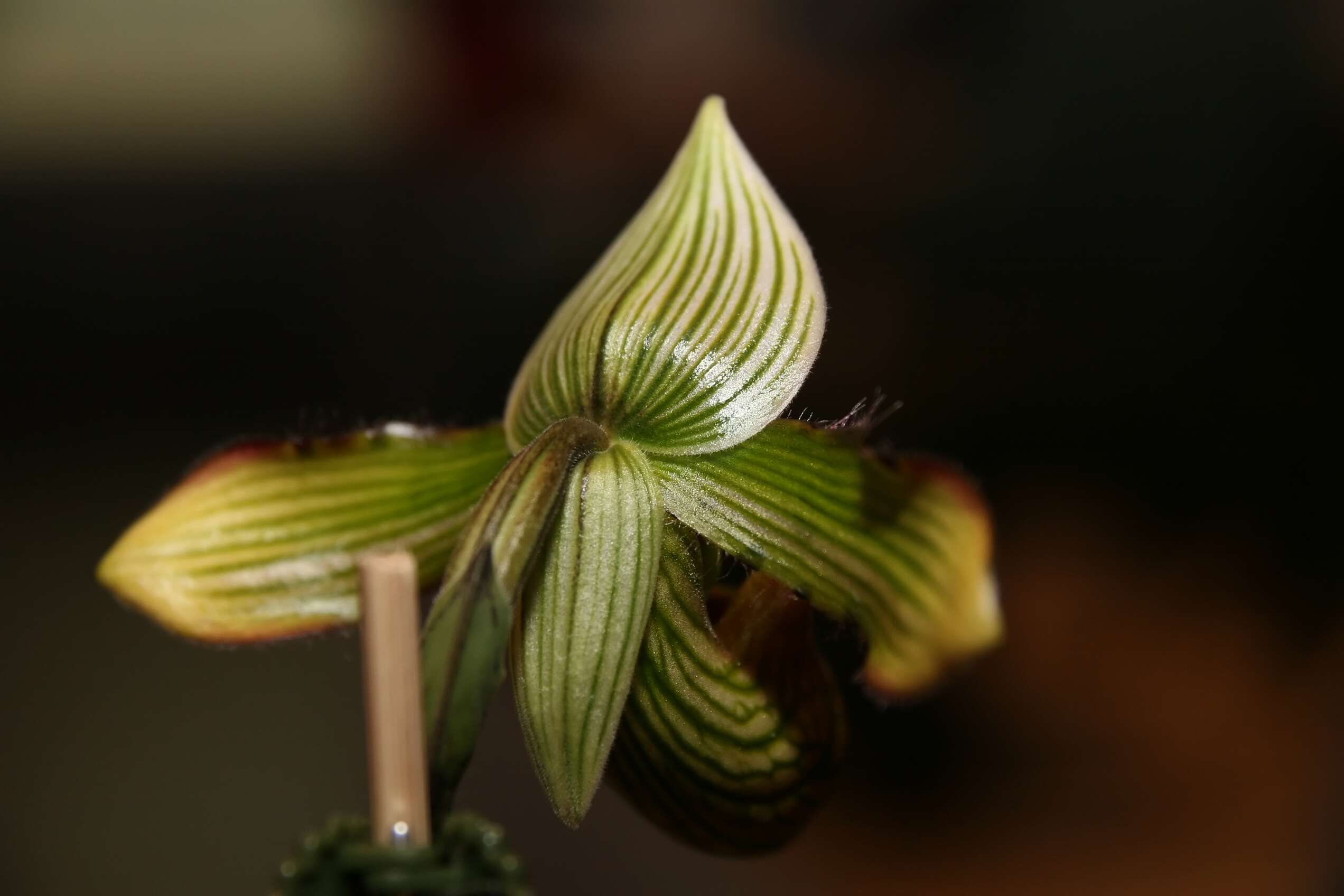 Sivun Paphiopedilum venustum (Wall. ex Sims) Pfitzer kuva