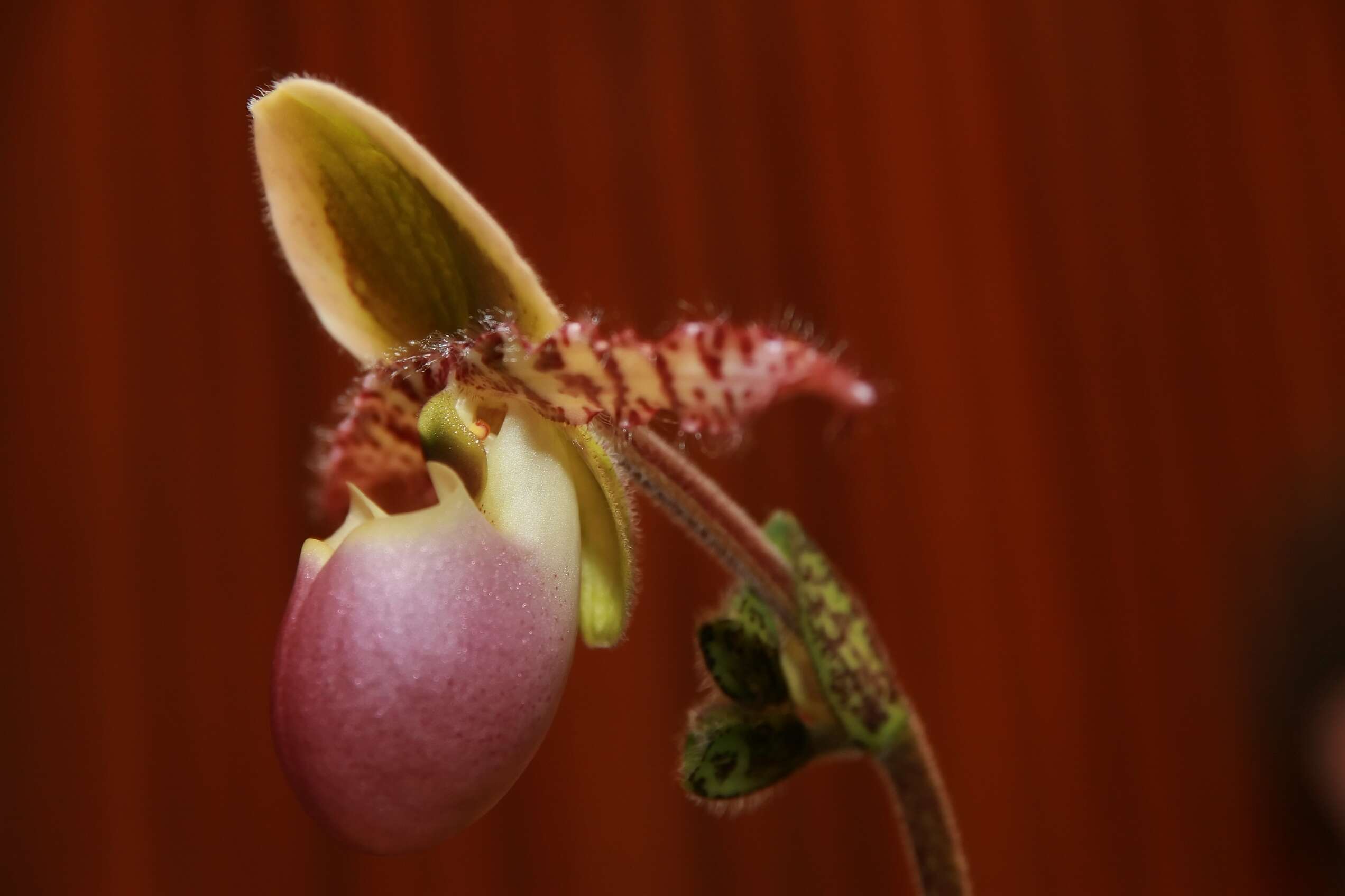 Image de Paphiopedilum liemianum (Fowlie) K. Karas. & K. Saito