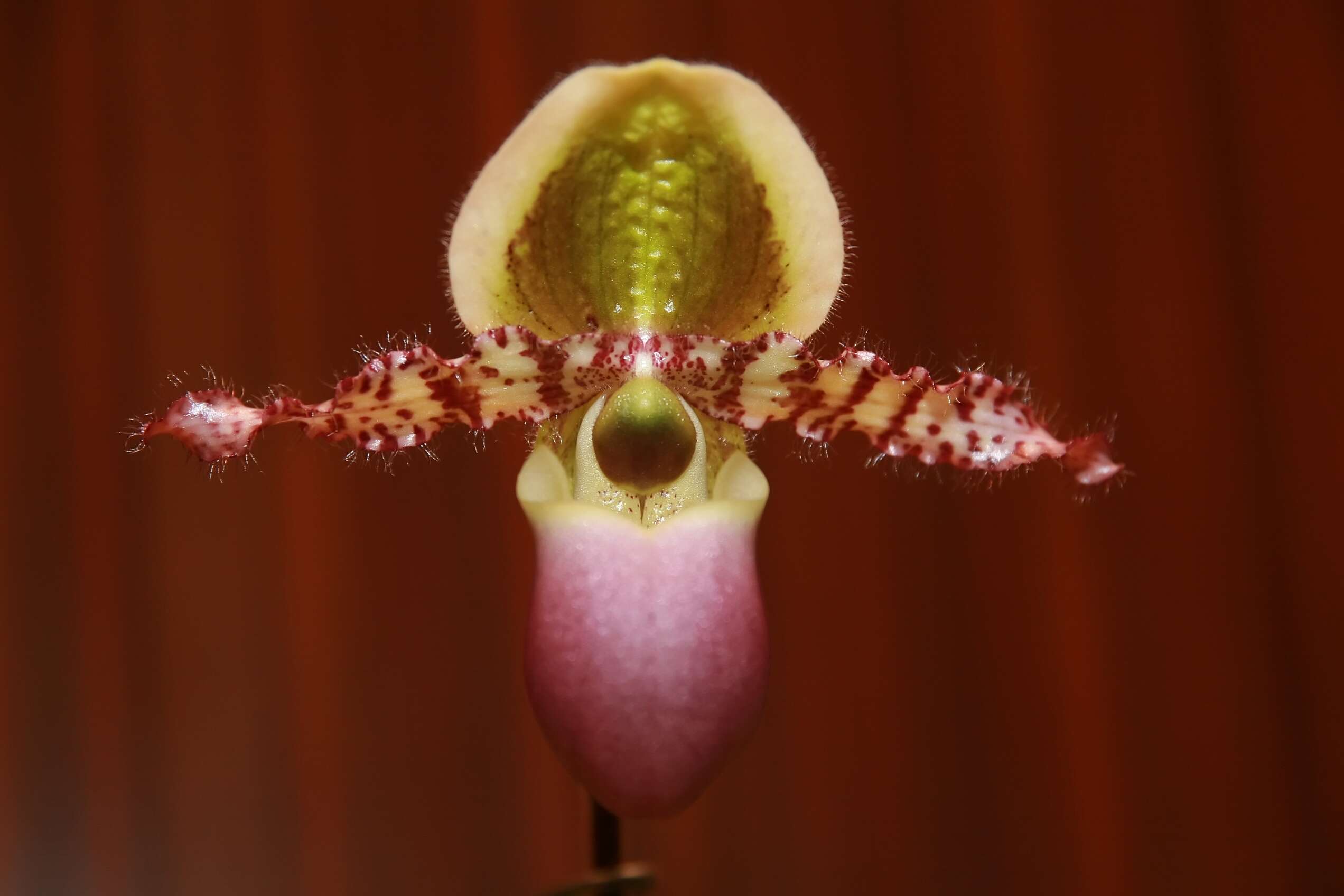 Image de Paphiopedilum liemianum (Fowlie) K. Karas. & K. Saito