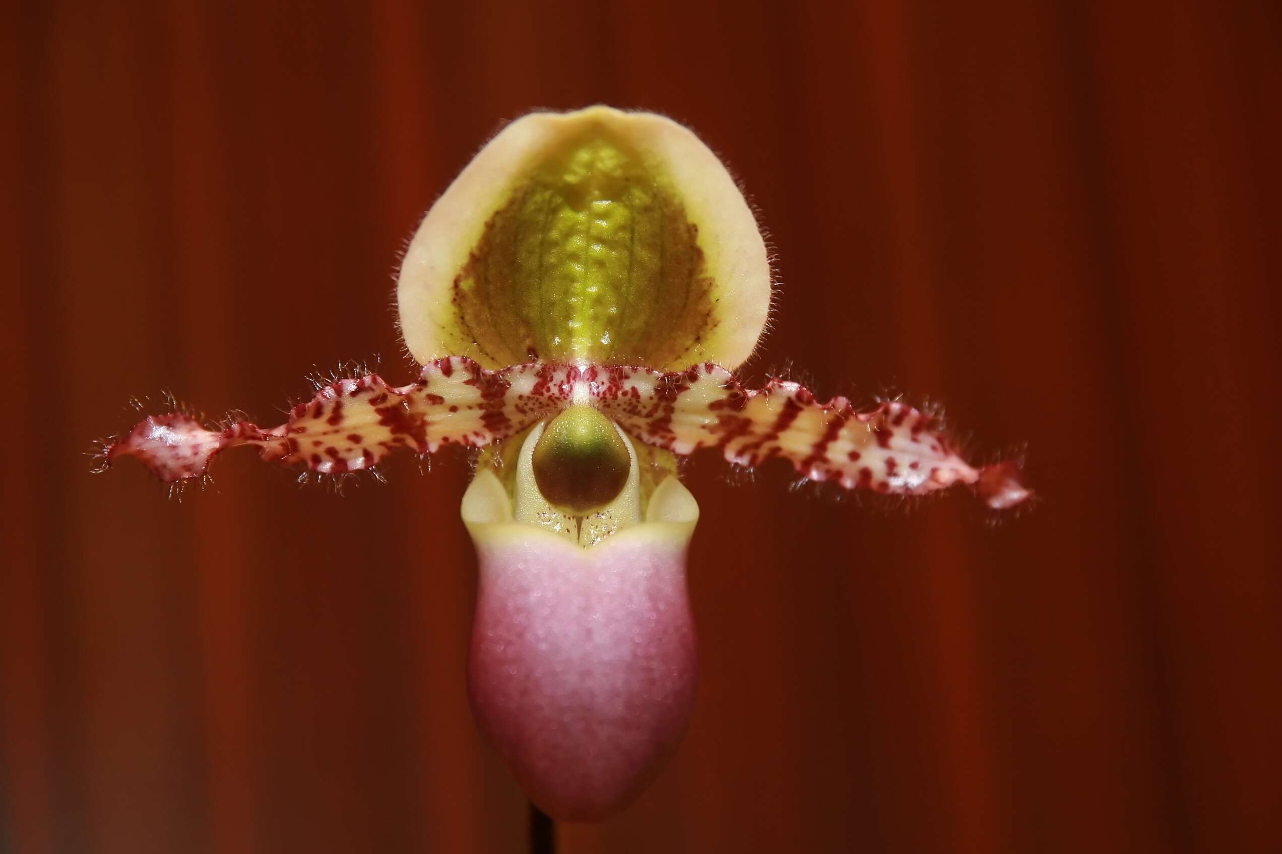 Image de Paphiopedilum liemianum (Fowlie) K. Karas. & K. Saito