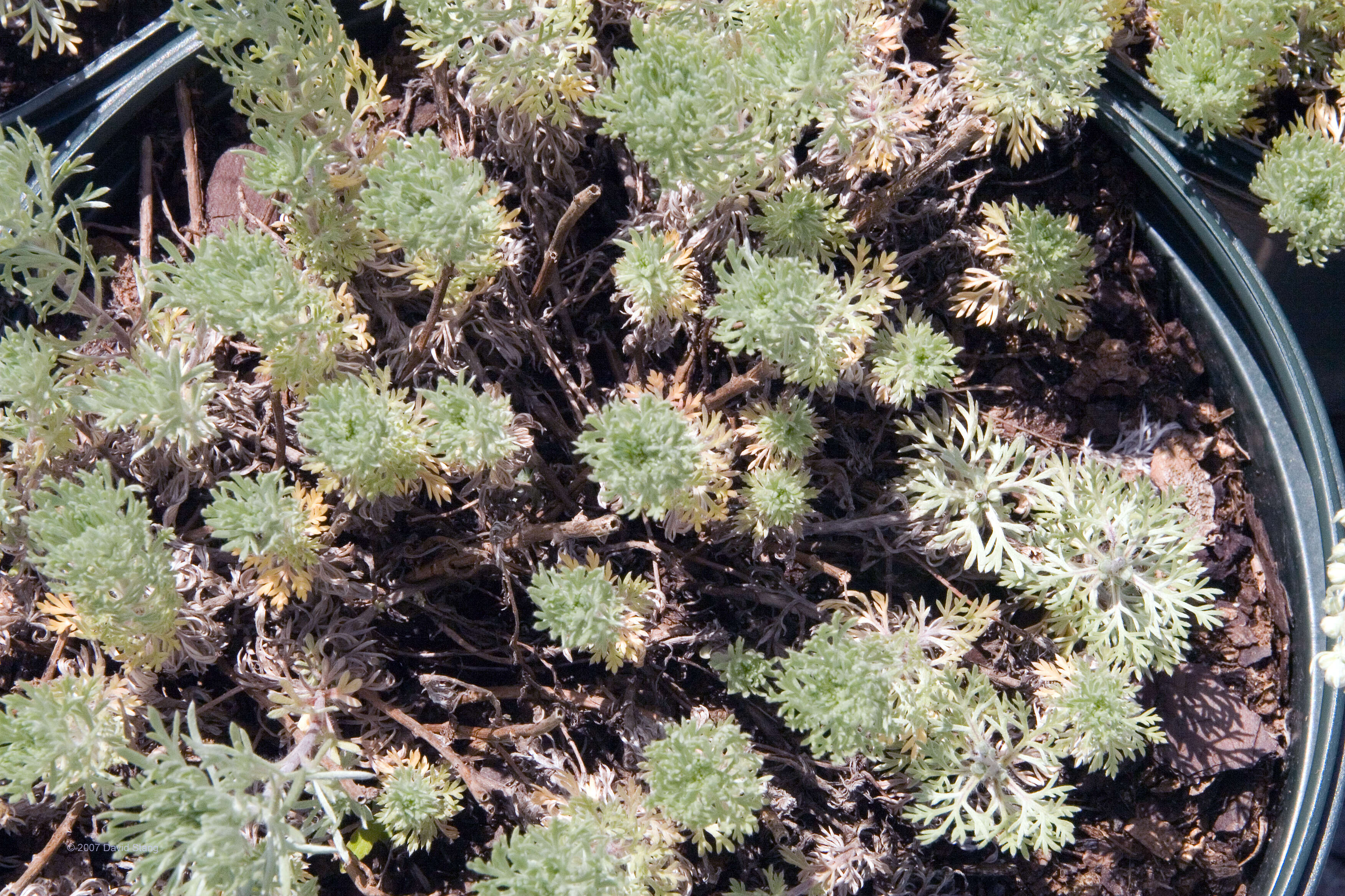 Image of Artemisia schmidtiana Maxim.