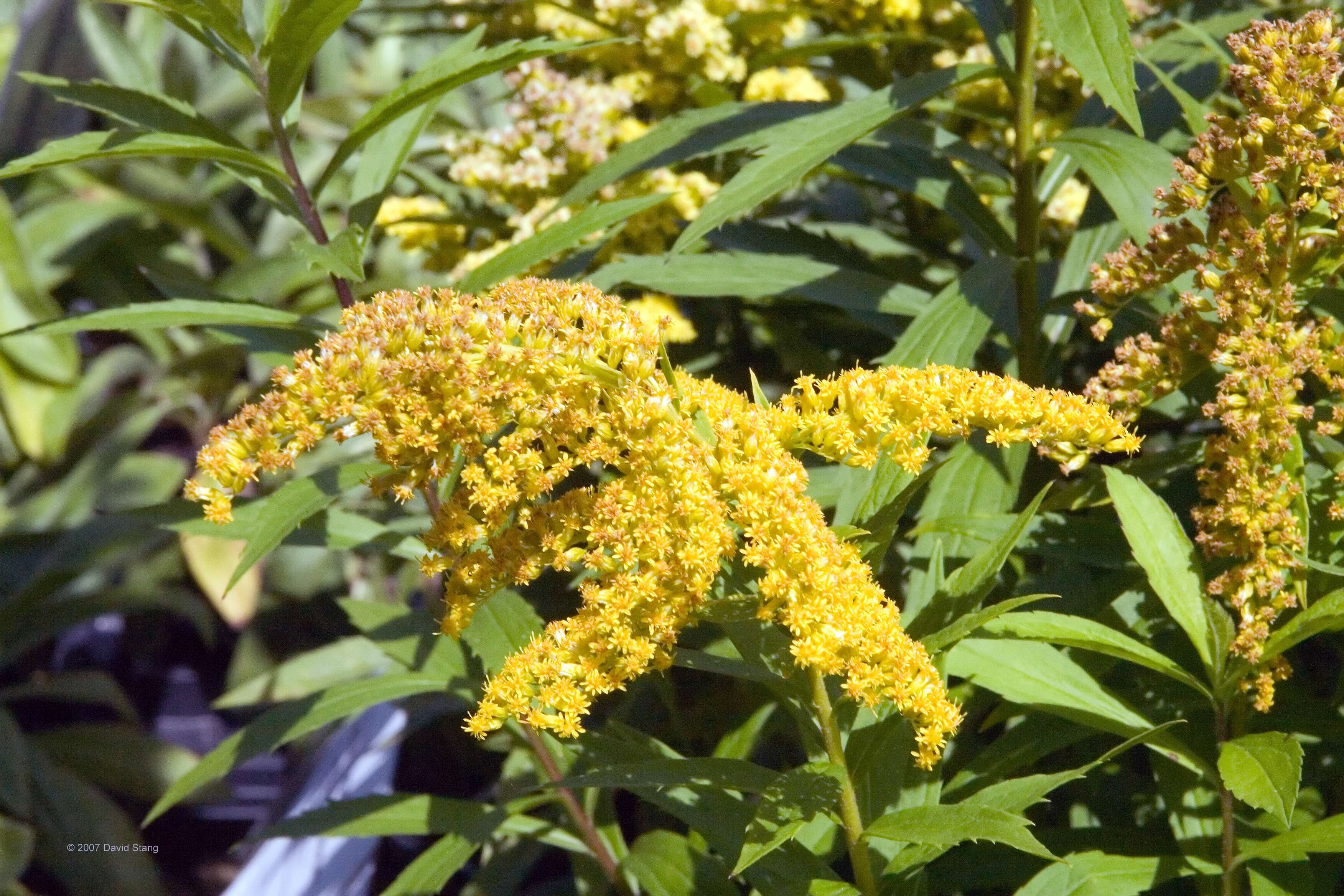 Solidago canadensis L. resmi