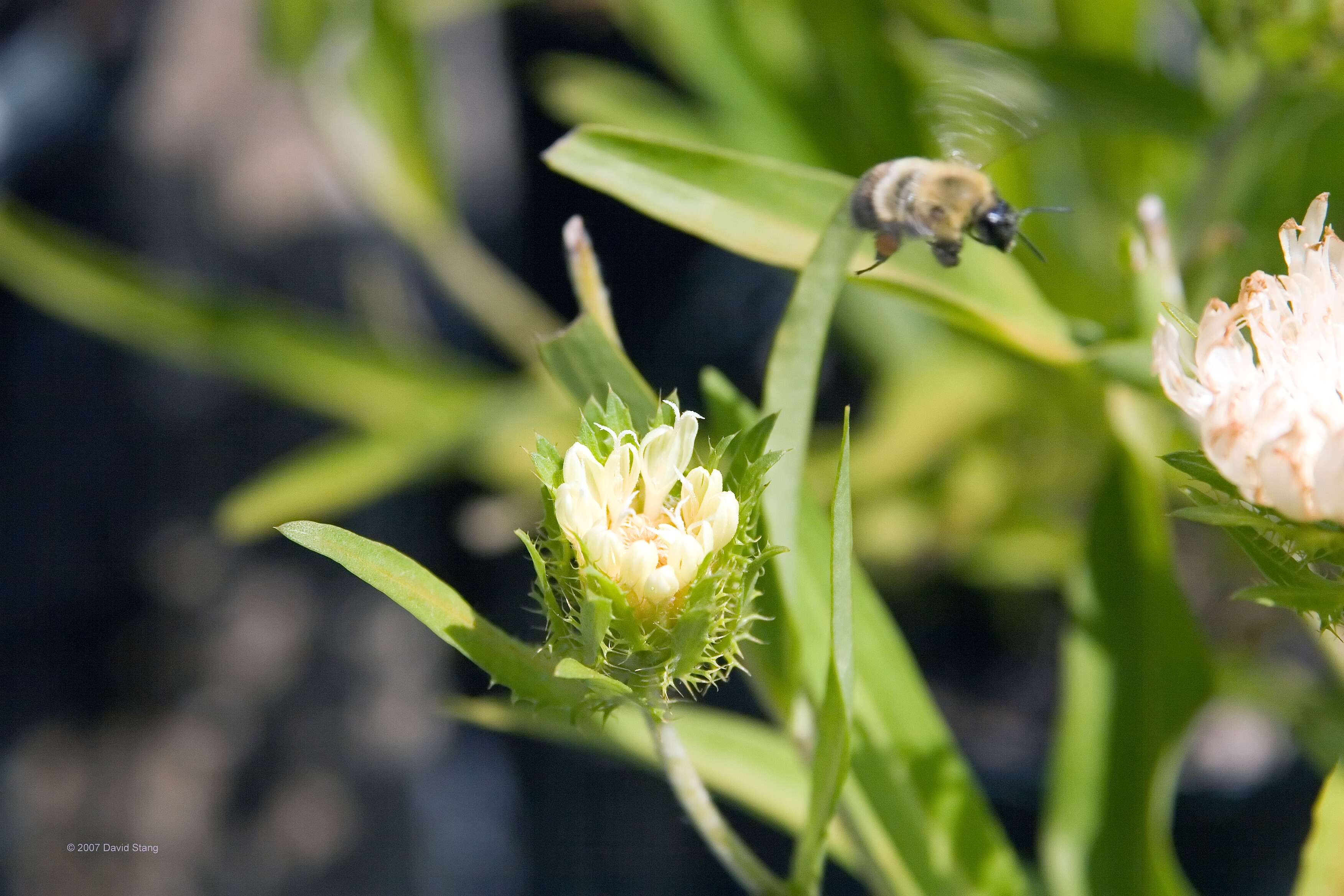 Image of Stokesia