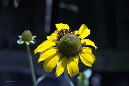 Image of great coneflower