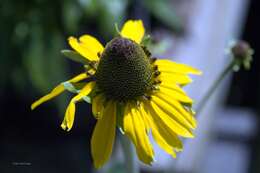 Image of great coneflower