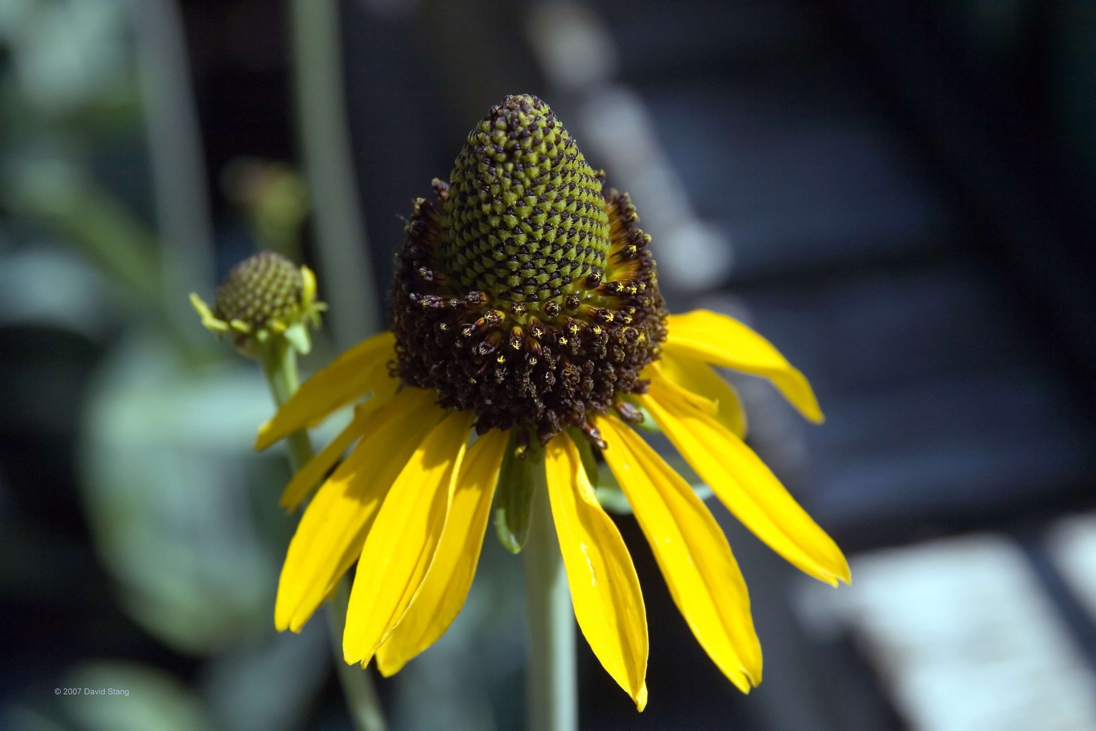 Image of great coneflower