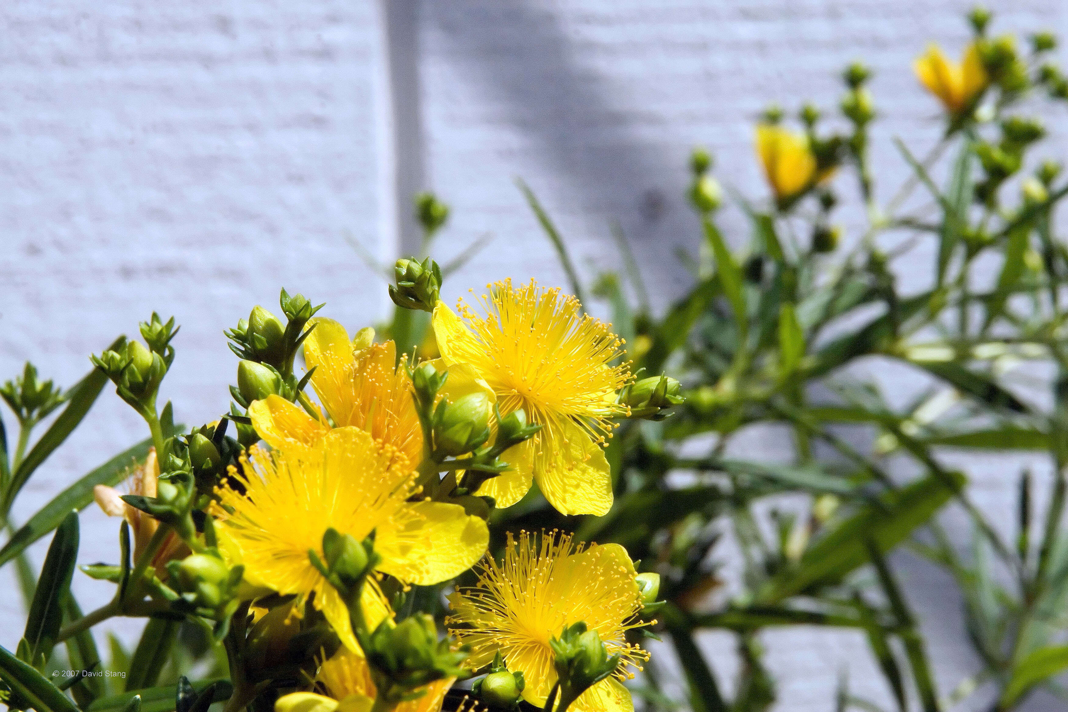 Image of Kalm's St. John's wort