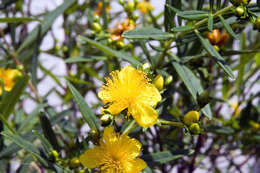 Image of Kalm's St. John's wort