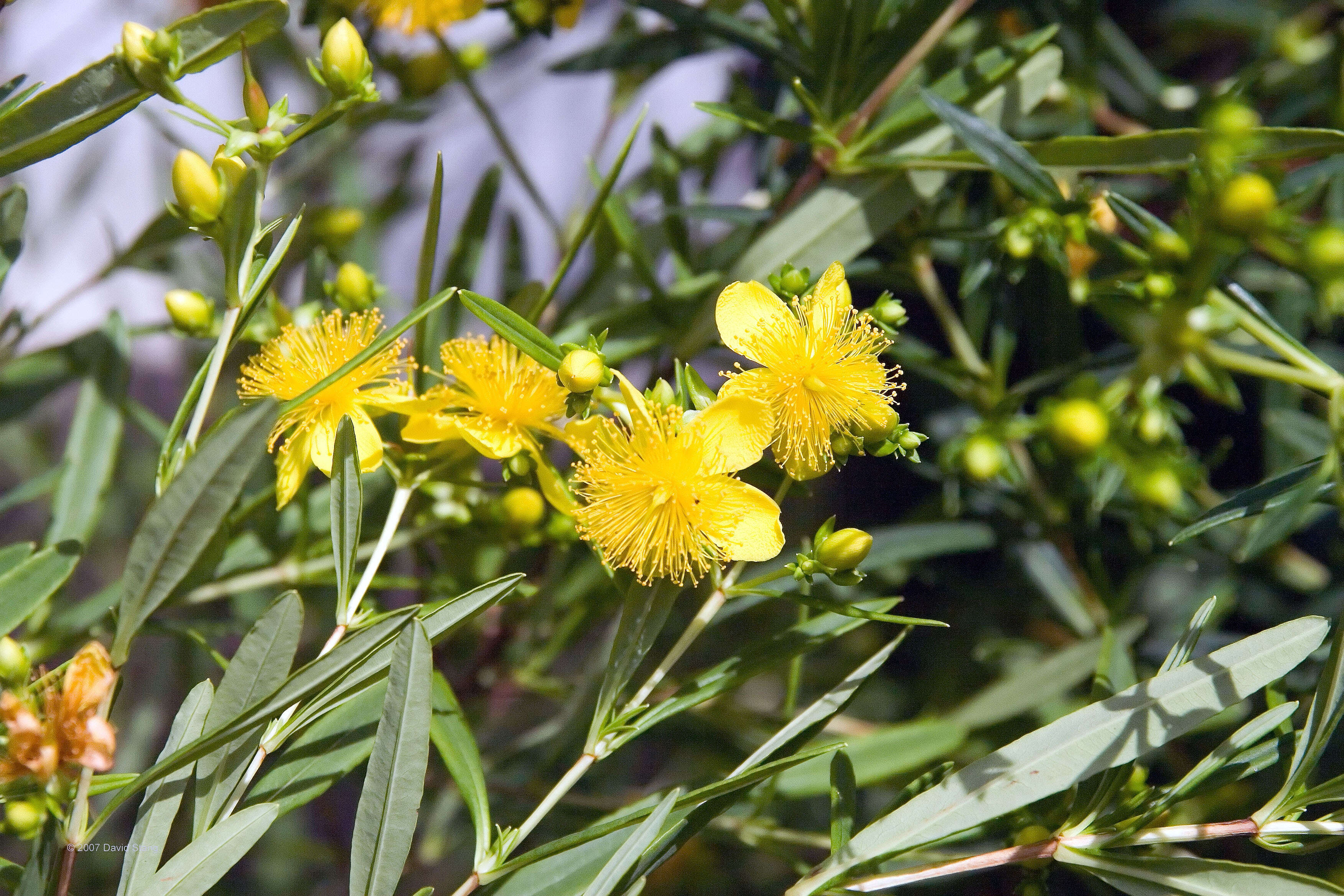 Image of Kalm's St. John's wort