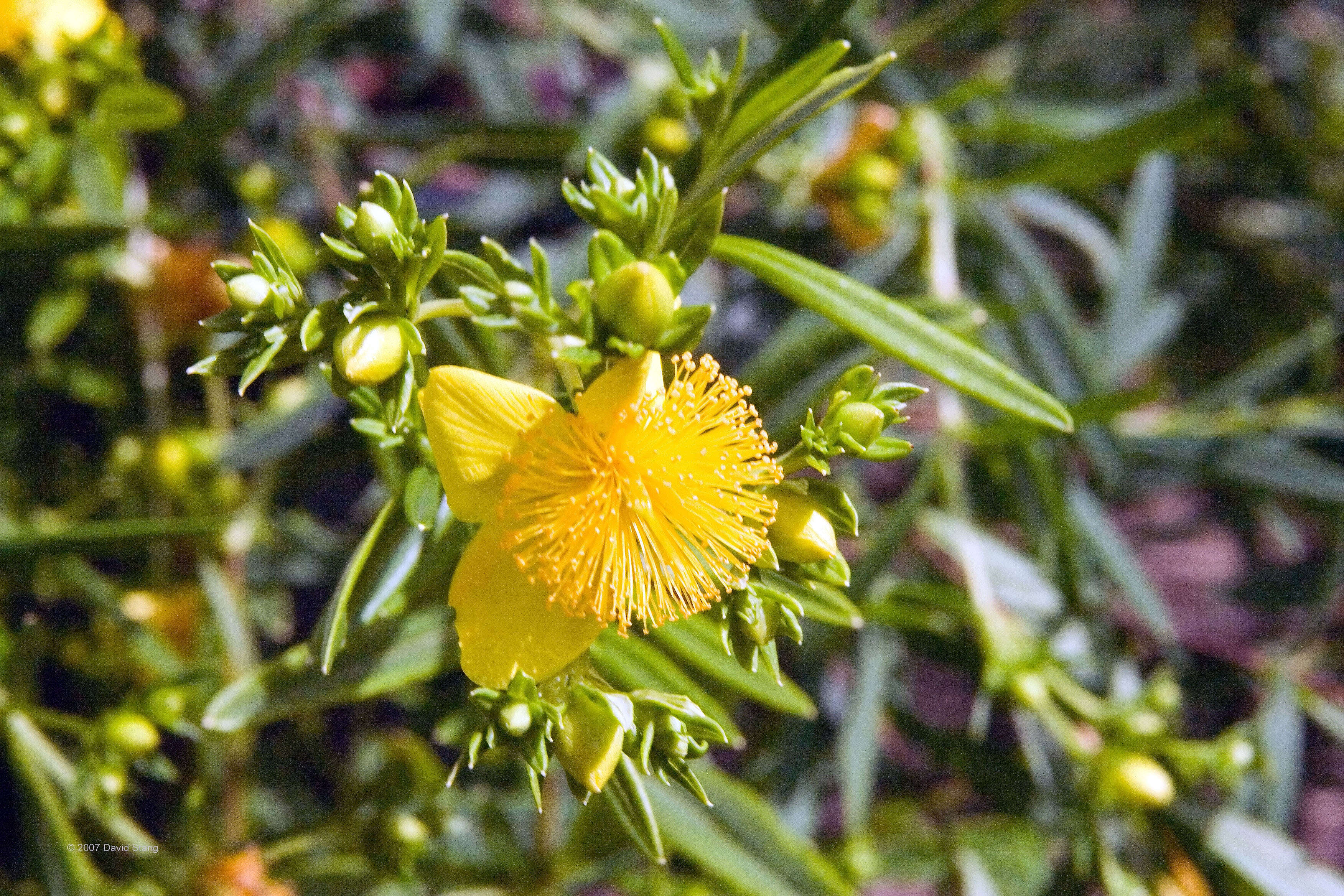 Image of Kalm's St. John's wort