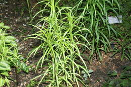 Image of Formosa lily